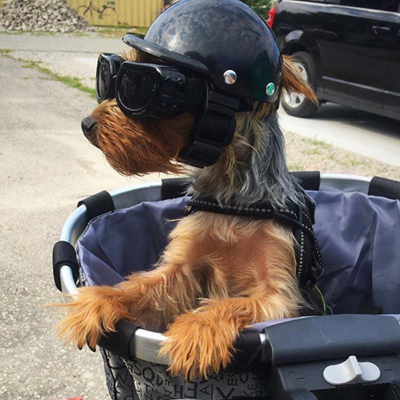 Commuting By Bike - Caschi per animali domestici Casco da